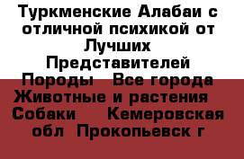 Туркменские Алабаи с отличной психикой от Лучших Представителей Породы - Все города Животные и растения » Собаки   . Кемеровская обл.,Прокопьевск г.